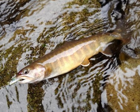 今季３匹目の川サバ ～長良川水系～